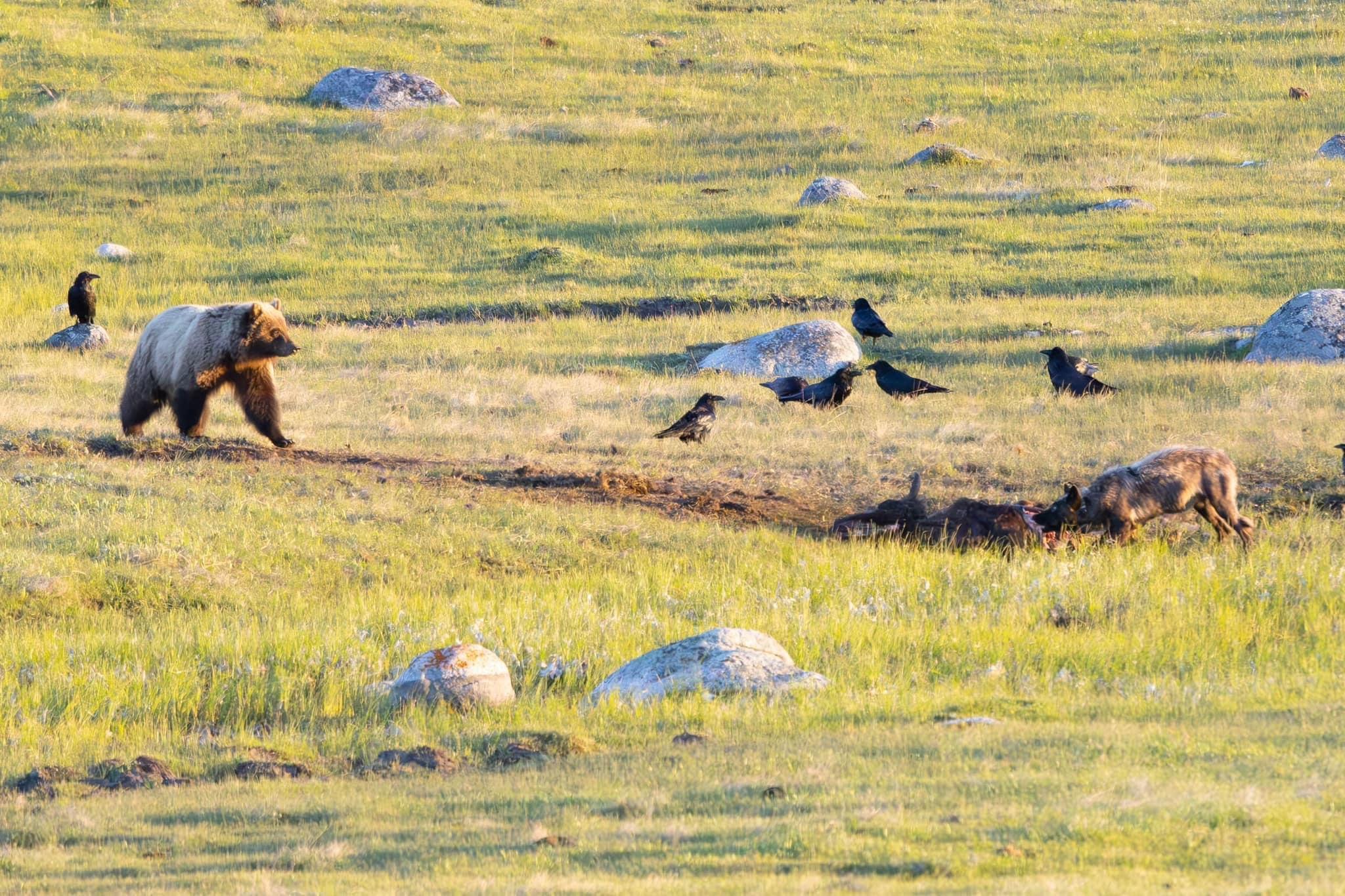 Wolf charges Bear, then Bear charges the Wolf.