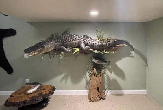 Animal Artistry - African Taxidermy - - Completed in 90 Days!