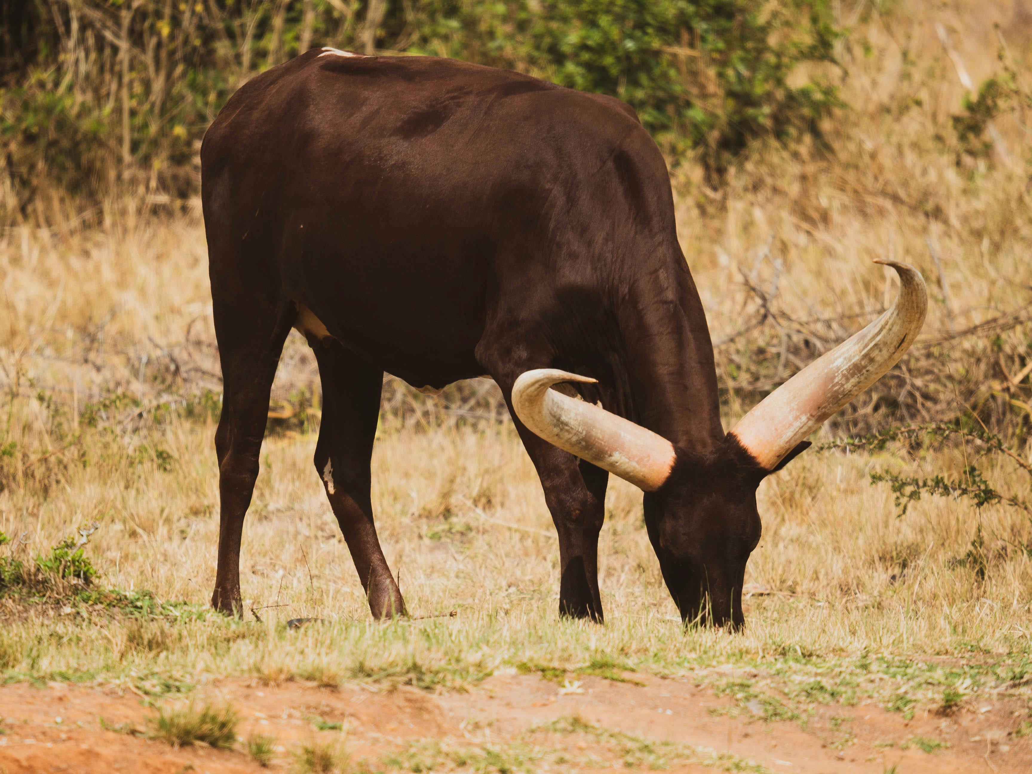 Hunting in Buikwe, Uganda: Geographical Features, Demographics, Associations and Clubs, Laws and Hunting Seasons