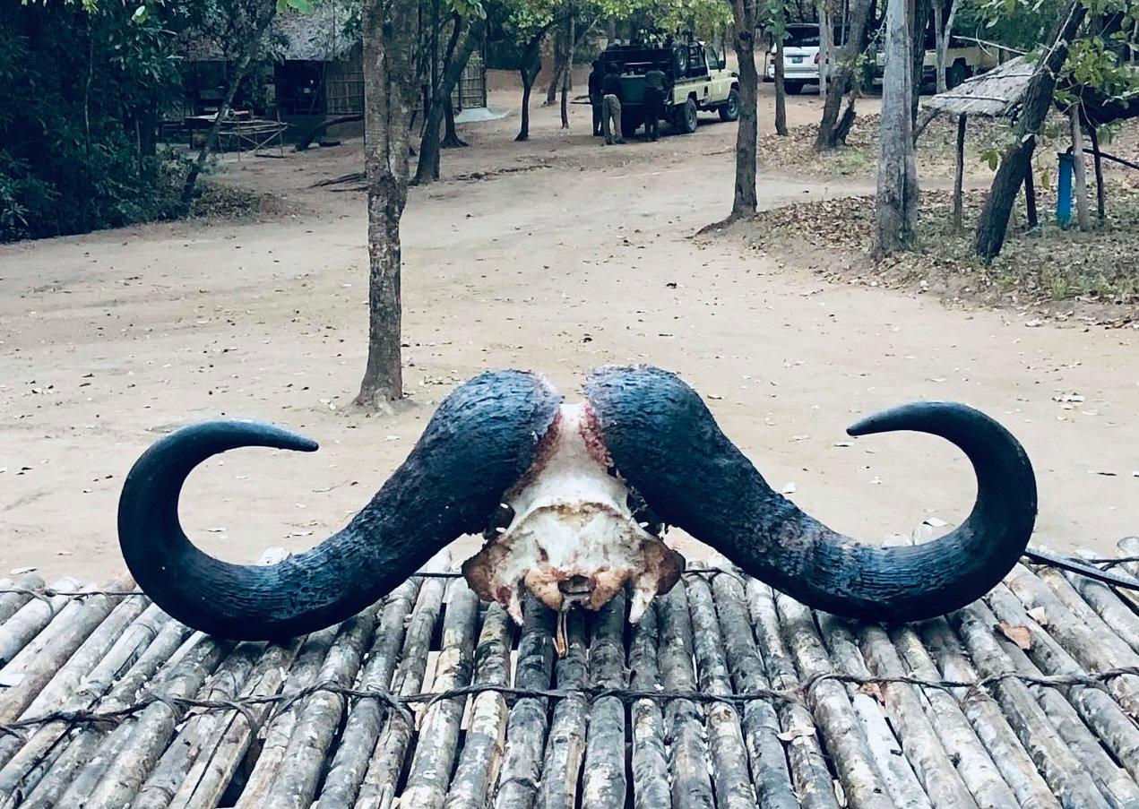 Buffalo Hunting in Mozambique: methods, season, areas, price.