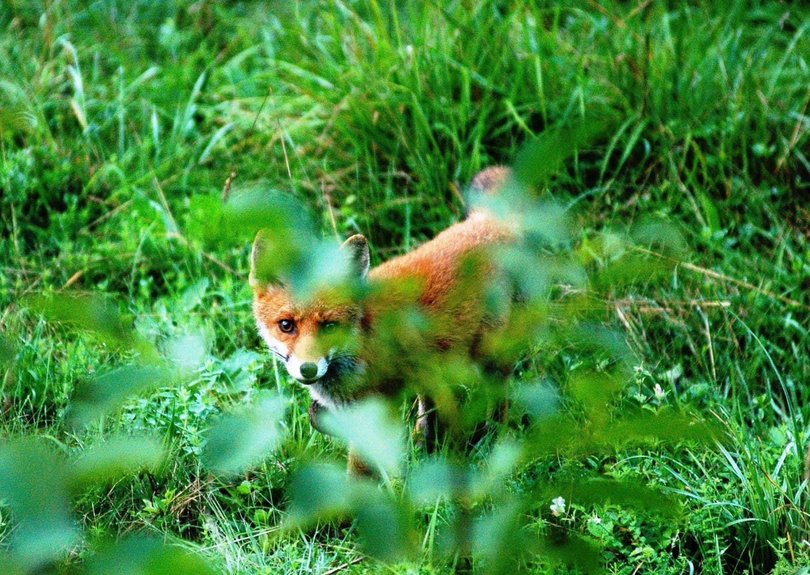 Predator Lynx Travel Hunting🌿🌿🌿