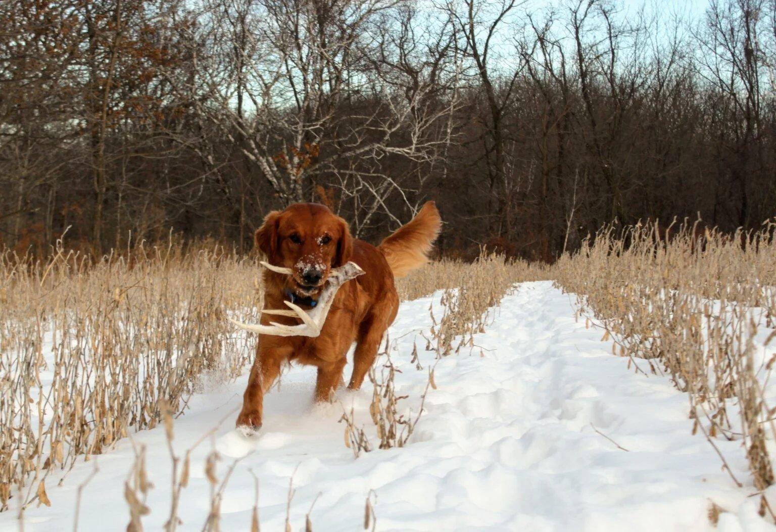 Shed Hunting 101: Expert Tips for Finding More Antlers This Spring