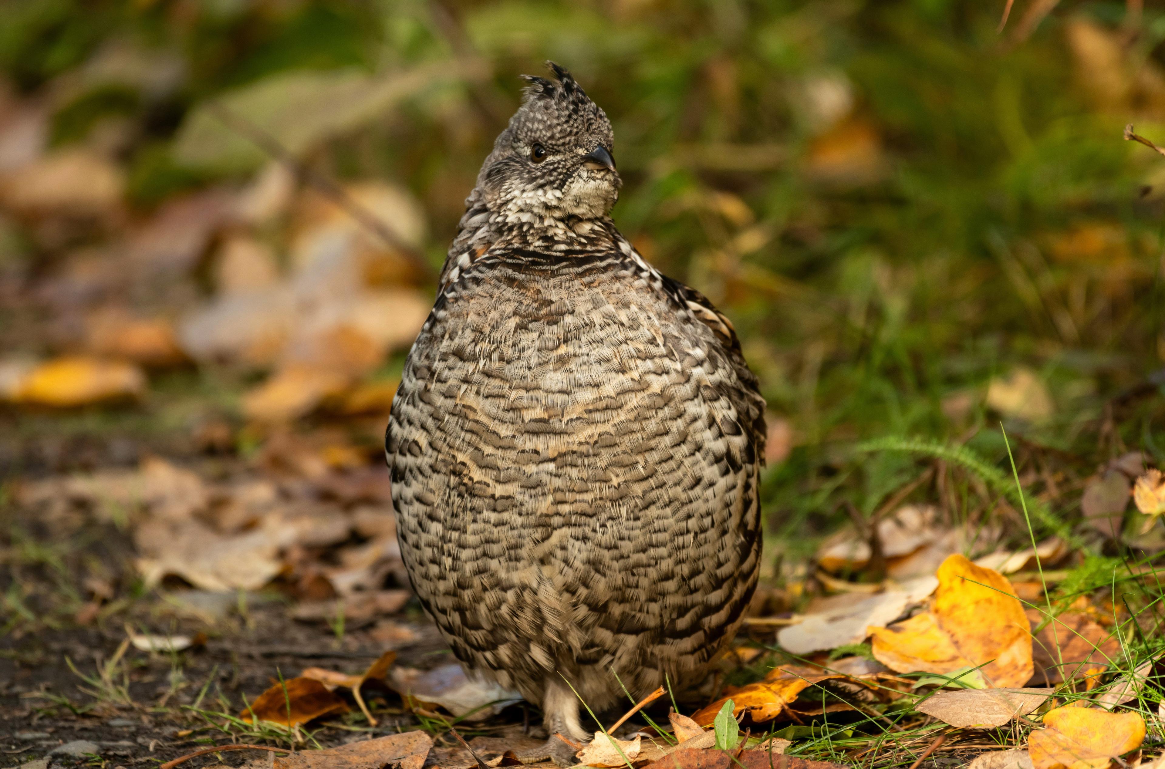La chasse en FORÊT BORÉALE au Canada : Caractéristiques géographiques, faune locale et stratégies de chasse