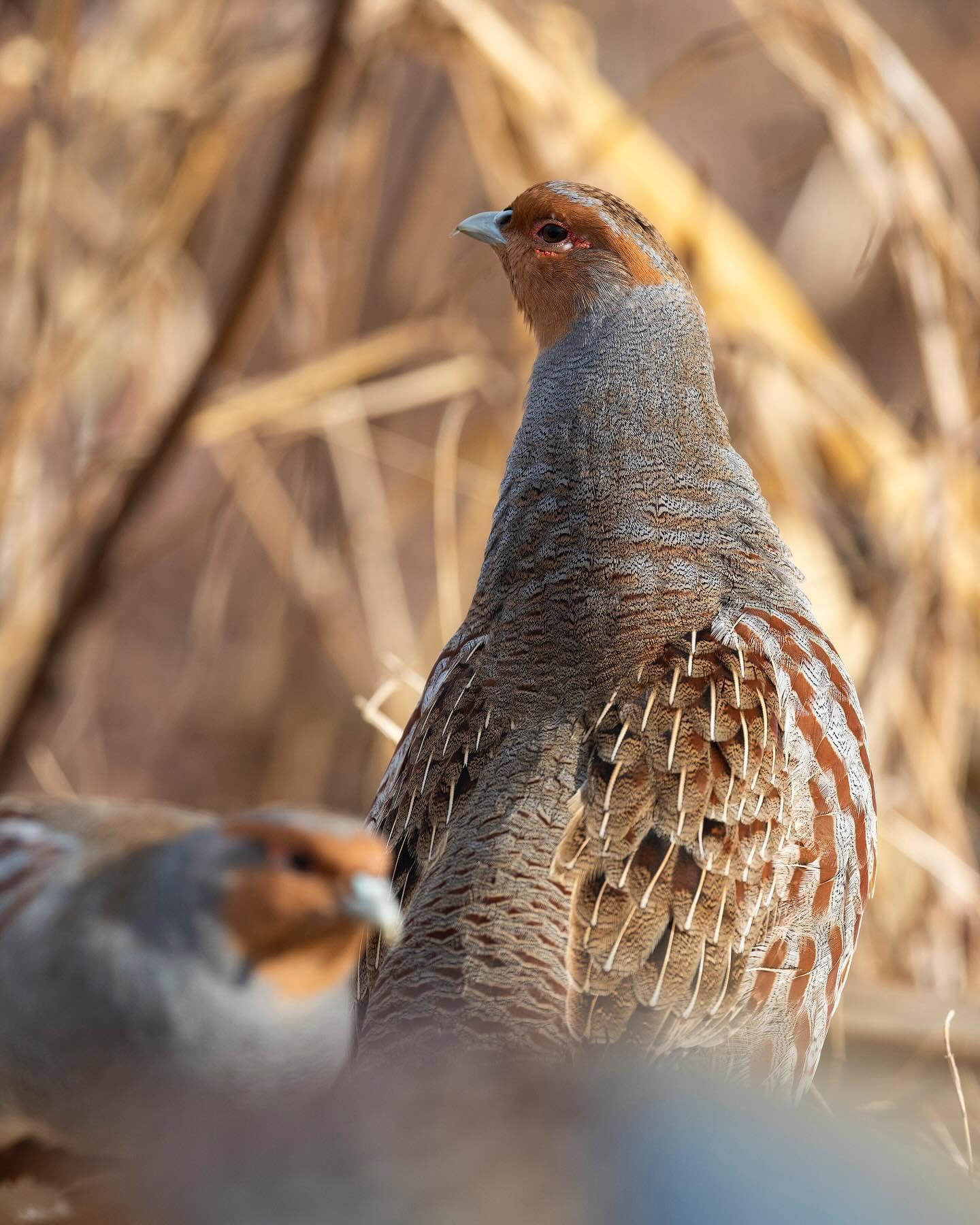 Hungarian Partridge or grey partridge as they call them across the pond are so full of character.