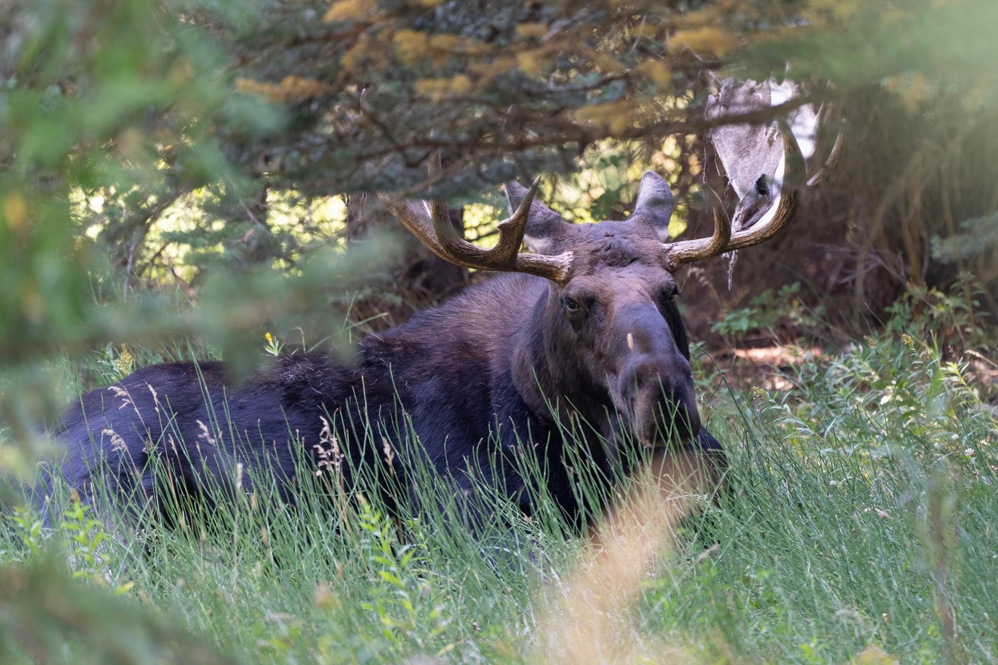 Hundreds of species of #mammals, #birds, #fish, #reptiles, and #amphibians have been documented, including several that are either endangered or threatened.