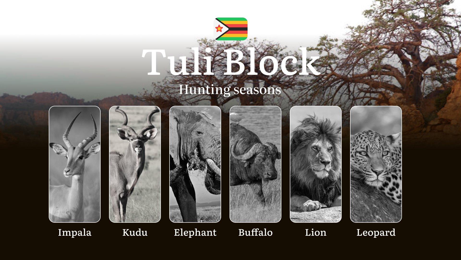 Seasons of Hunting in Zimbabwe’s TULI BLOCK: Hunting Periods, Licenses, Rules, and Times for Hunting, Documents and Organization Support