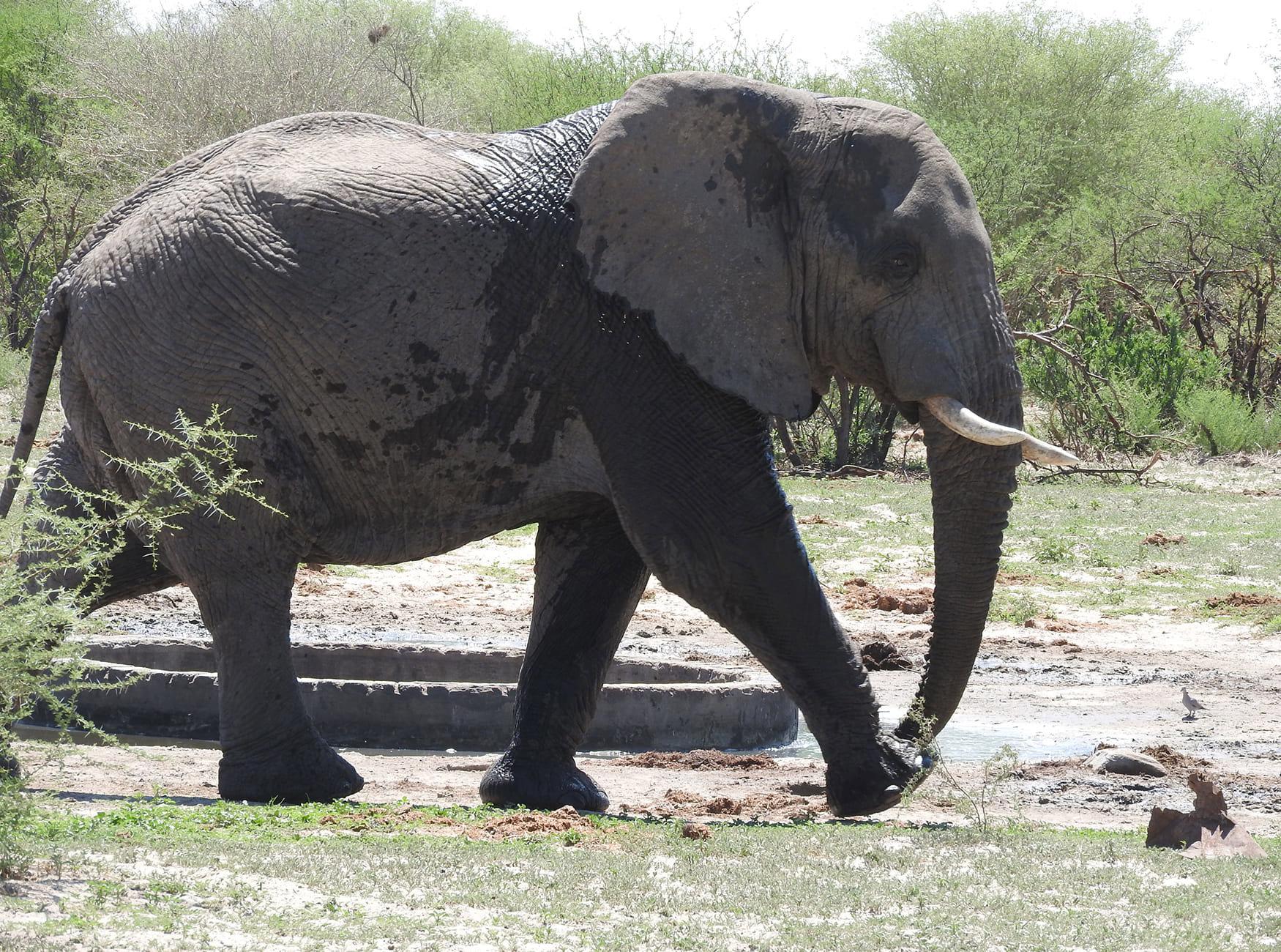 Hunting in Southern District (Botswana), Africa: Geographical Features, Demographics, Hunting Characteristics, Game Species, Seasons, Associations, Regulations and Traditions.