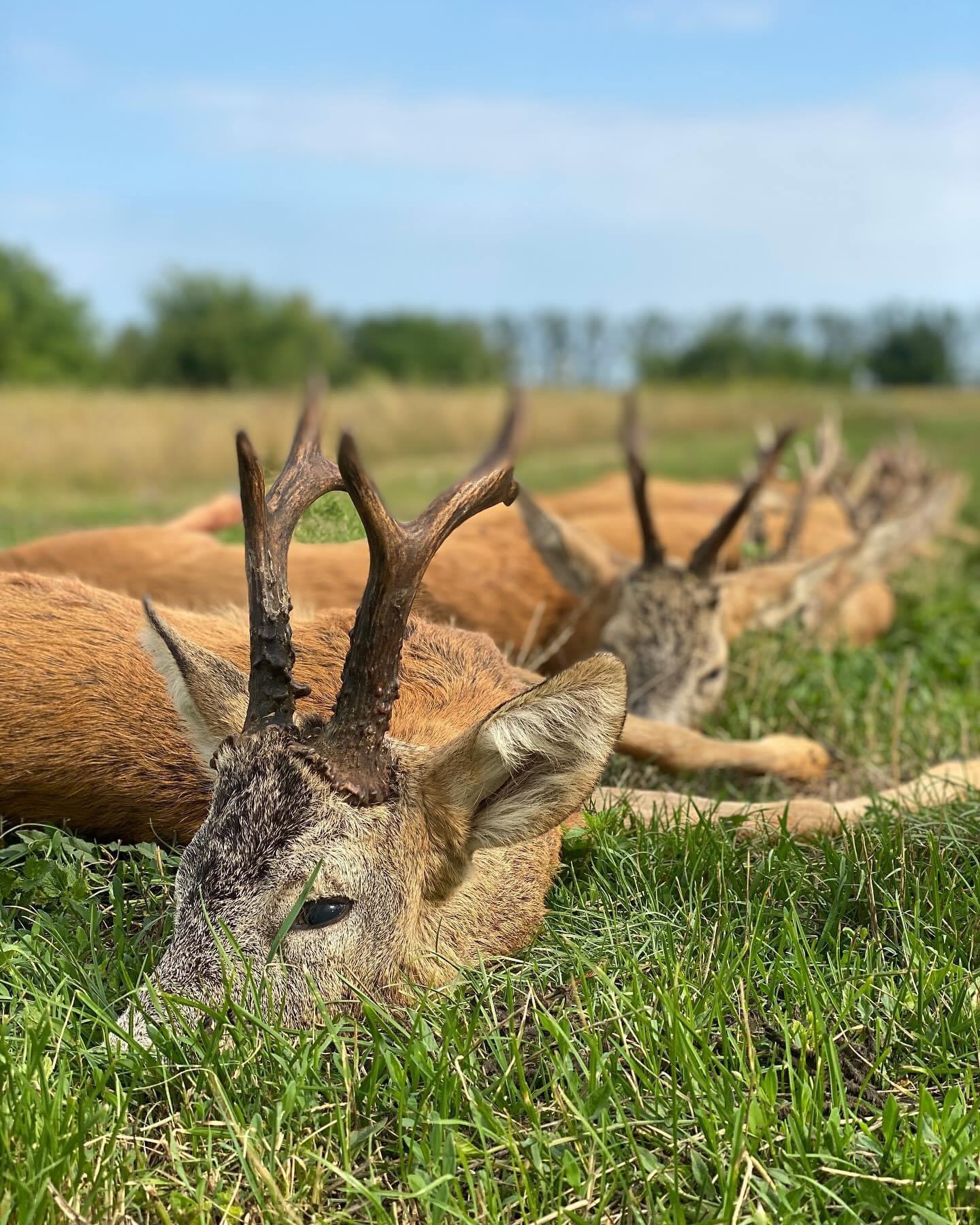 ROE BUCK hunting 📯📯 | 🍃🌿 Slovakia 🇸🇰
