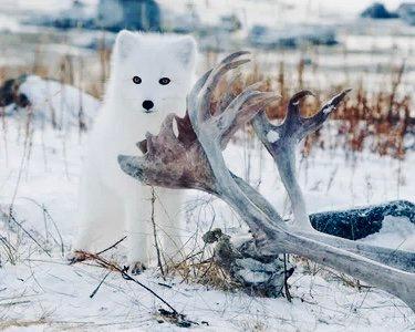 ПЕСЕЦ: описание и фото, охота на полярную лисицу в России — где обитает, повадки, методы, трофеи и правила