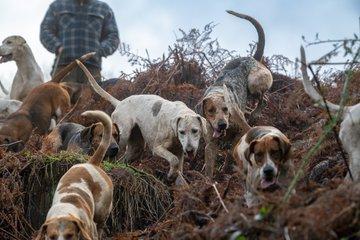 #hound #hunting #foxhound #houndhunting #country