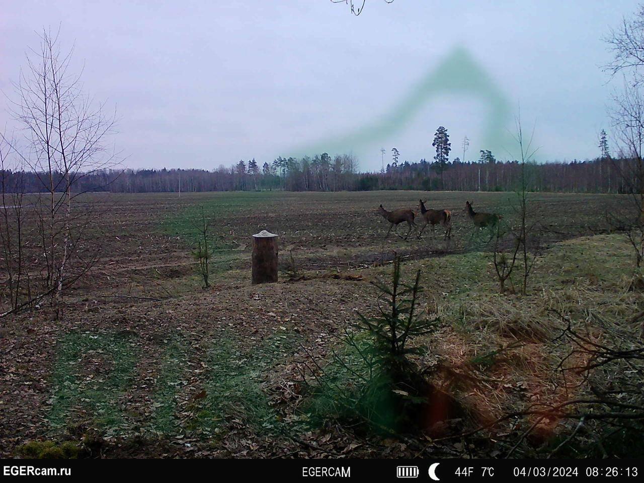 📸🦌Dobro jutro svima!