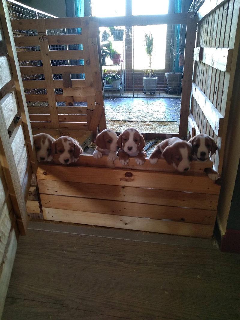 À réserver chiots posavatz nés le 18 03 23 il reste 2 femelles et 5 mâles sur une portée de 12.