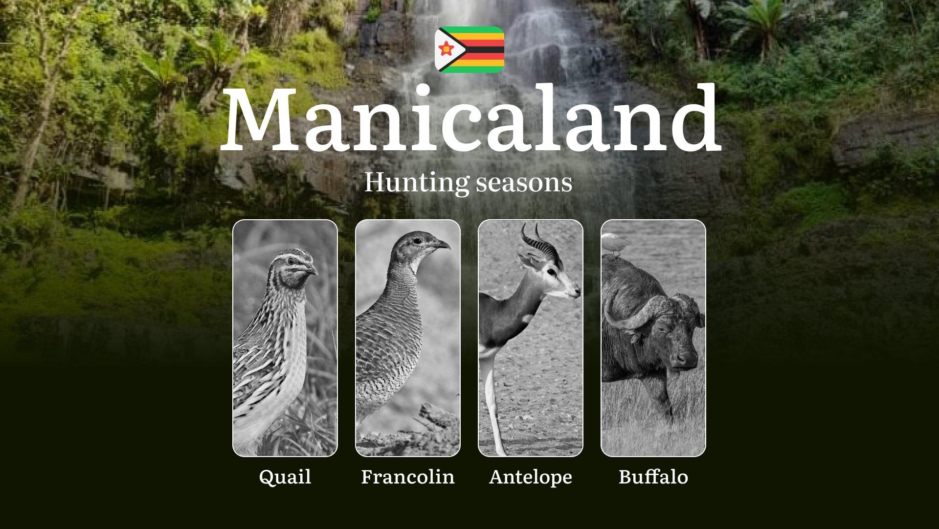 Seasons of Hunting in MANICALAND, Zimbabwe: Hunting Periods, Licenses, Rules, and Times, Penalties for Violating Hunting