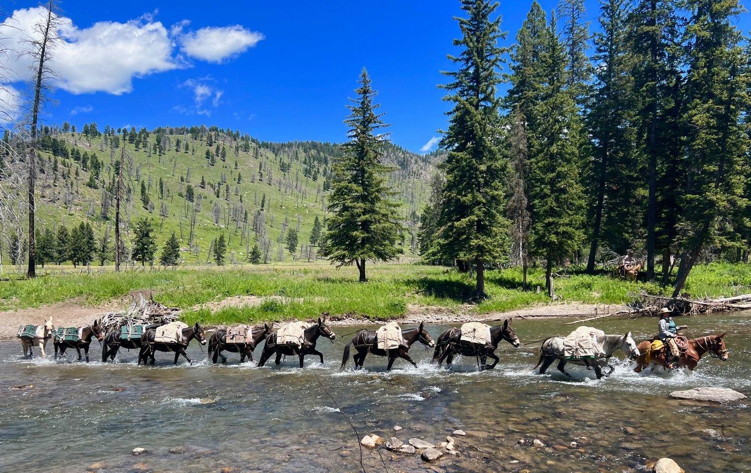 Cet été, j'ai pris plaisir à mener notre ficelle de meute sur notre bonne mule Bonfire.