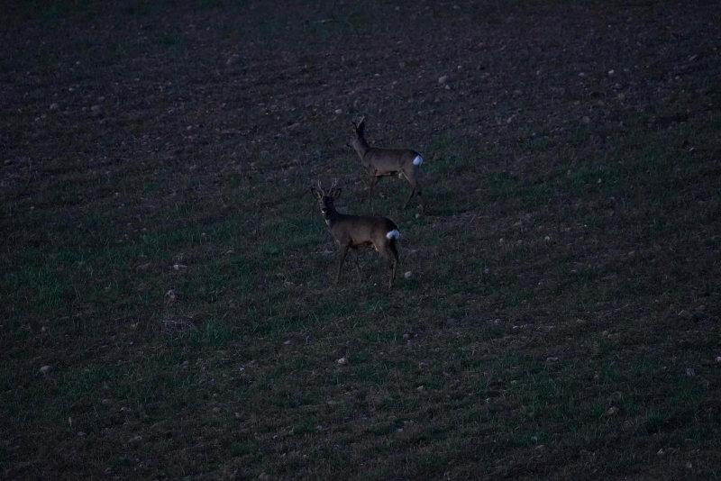 🇺🇸 One of the most special times in the year is when roebuck season begins, at least on a personal side.