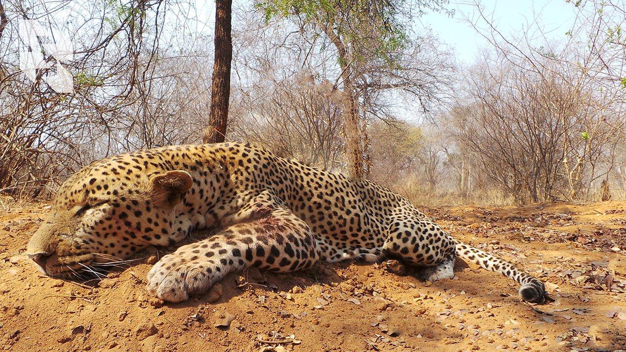 The most natural leopard print in your collection