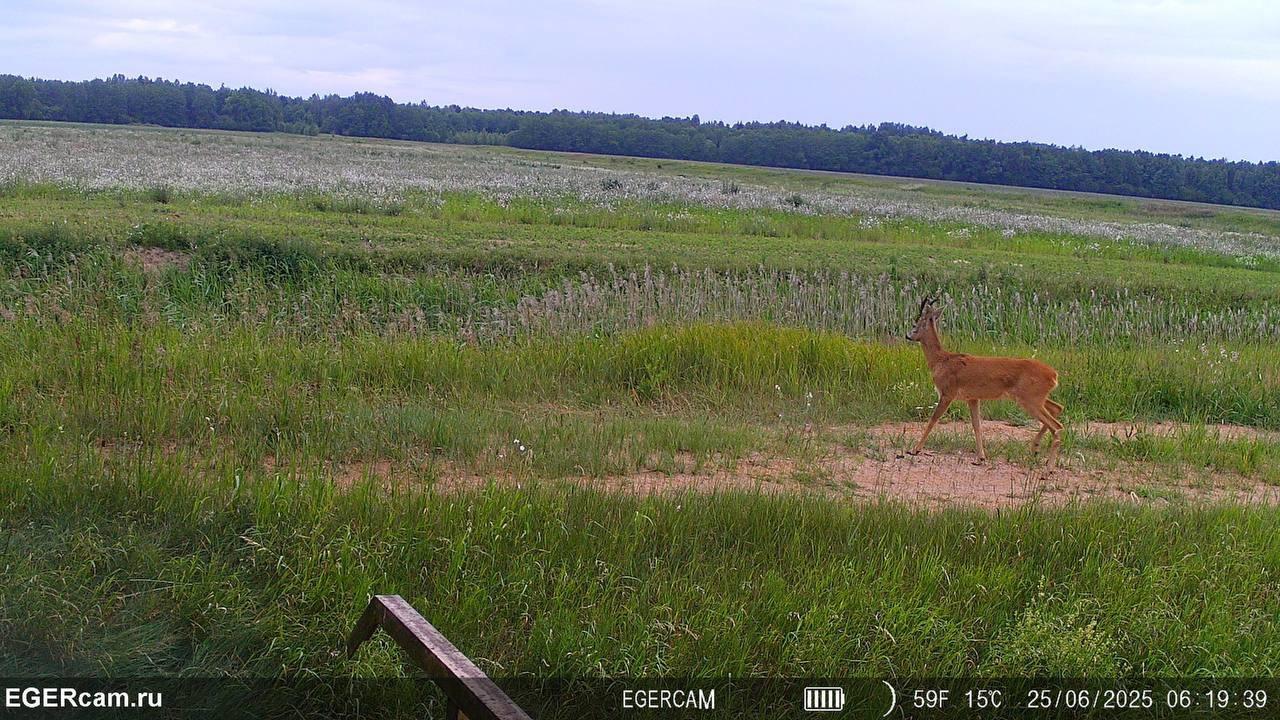 Regular photo report from our traps in the hunting grounds📸🦌