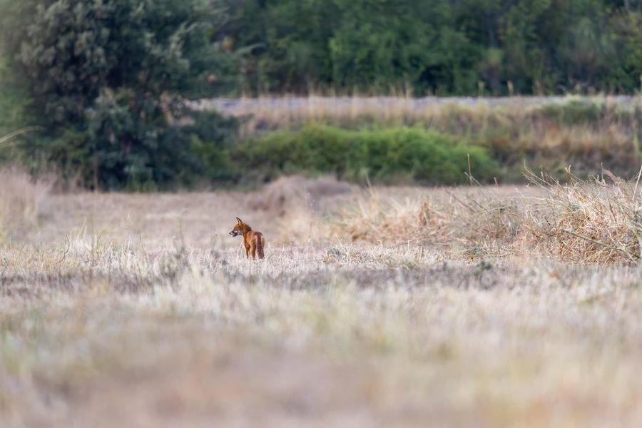 Mon premier renard🦊