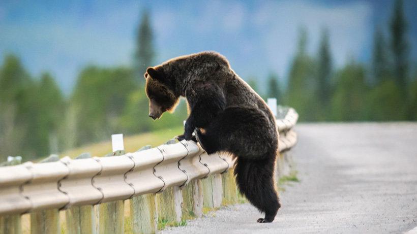 Dozens of drunk grizzlies hit by trains for decades