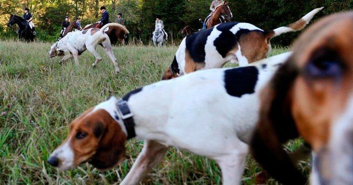Ontario set to expand areas where dogs can learn to hunt live coyotes in penned areas