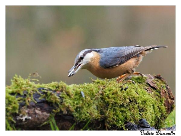Je vais commencer par des photos de beaux oiseaux réalisées en mars 2022 en affût