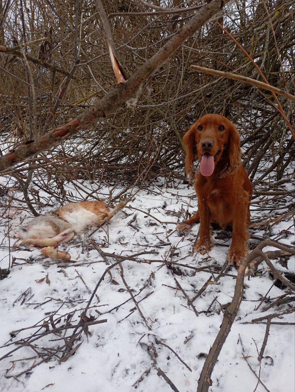 Hunting for a Hare with a Dog: A Day in the Field with ROS the Spaniel  