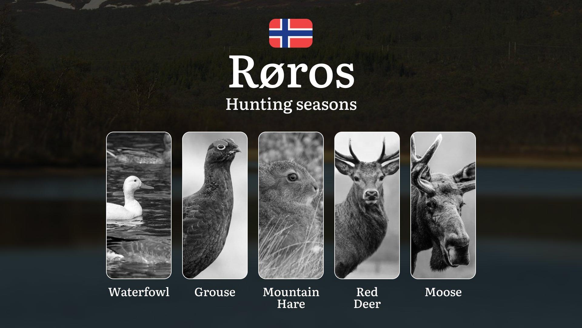 Hunting Seasons in Røros: Restrictions, Bans, and Protected Species, Choosing Timing, Gear, and Tactics
