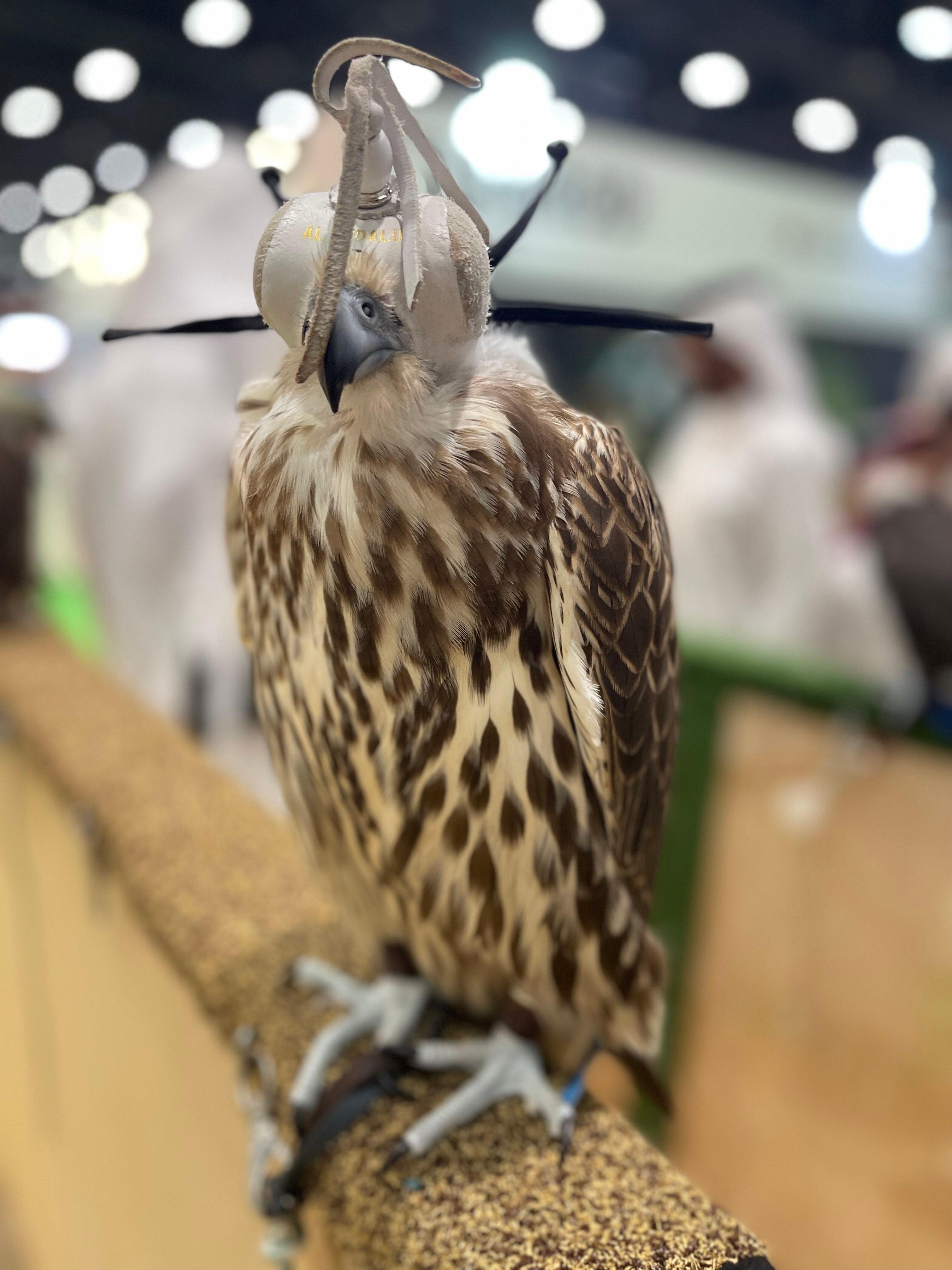 Sokols in the UAE and Saudi Arabia: A Cultural Treasure