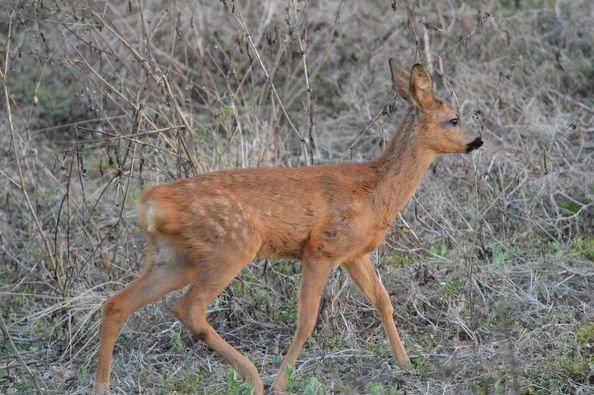 bonjour a tous ,jolie rencontre hier soir le 1 août 2024 dans un champ une jolie chevrette avec ses deux faons