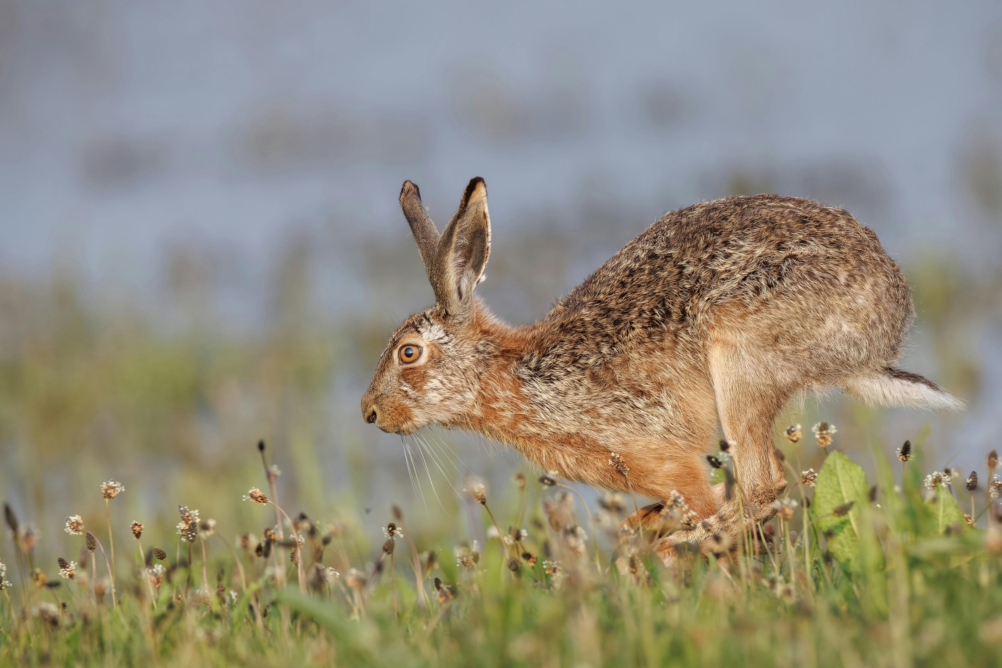 La Chasse dans l’AUDE: explorez la géographie, naviguer dans la législation et découvrez les types de gibier
