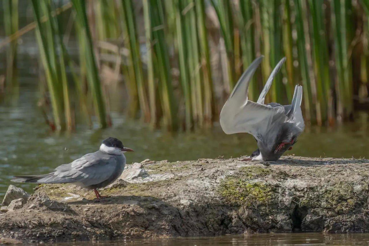 Объявлены победители конкурса Comedy Wildlife Photography Awards за самые смешные кадры из жизни дикой природы.