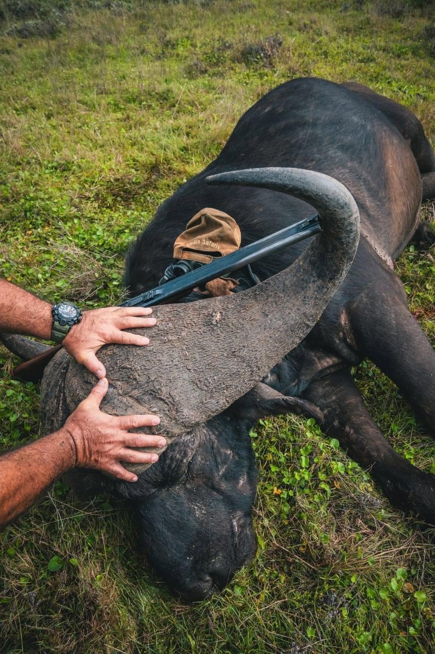 Heavy Bossed Buffalo Bull  pushing 47",  hunted in East Cape, South Africa with an overjoyed client a few days ago...goosebumps and humbled simultaneously...
