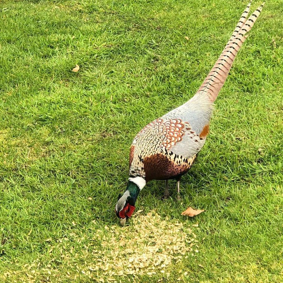 A beautiful pheasant in full plumage with great condition, a testament to the club that vermin is under control and feed is available to create a safe habitat for these majestic birds #pheasant #pheasantrearing #pheasanthabitat #pheasanthabitatrestoration #theirishhuntingpodcast