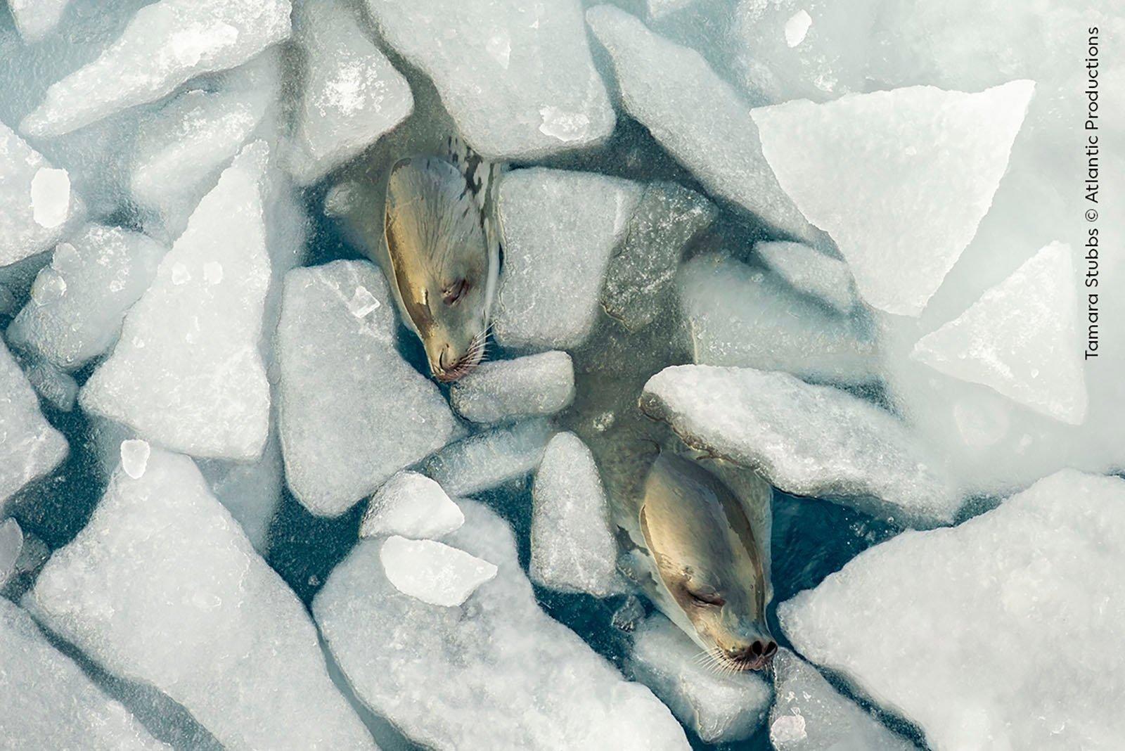 La 60ème finale du concours annuel Wildlife Photographer of the Year, l'un des plus importants au monde, n'aura lieu qu'en octobre - mais pour ne pas l'oublier, les organisateurs du concours ont jusqu'à présent publié plusieurs photographies qui ont atteint les finales