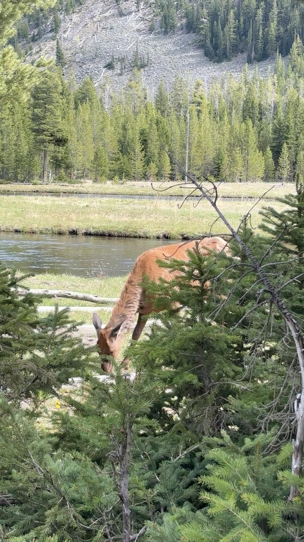 A few pictures from our last week’s trip to Grand Teton and Yellowstone
