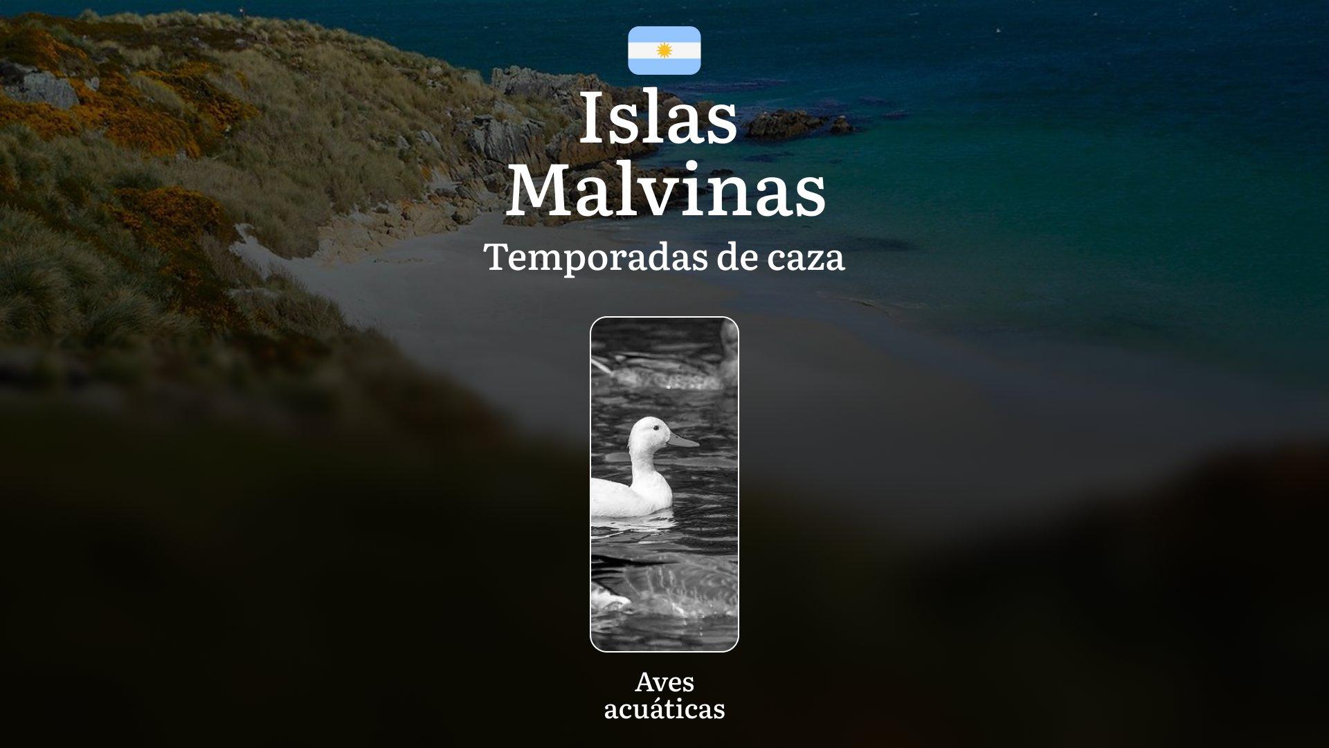 Plazos de caza en Argentina en la región de Islas Malvinas: temporadas de caza, apertura y cierre, licencias, normas y mejores épocas para la caza, calendario de caza