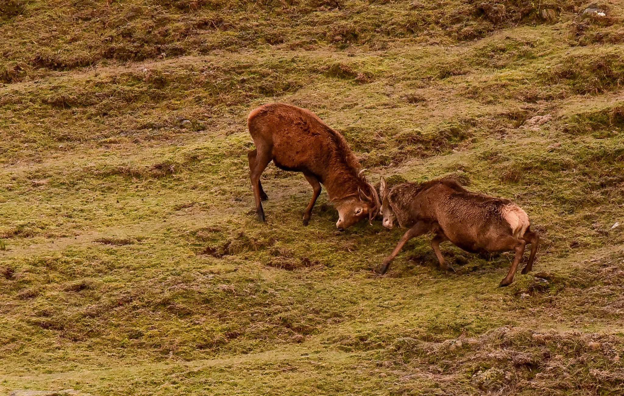 I live in the Scottish highlands and have a passion for stalking red deer  to get as close as possible to capture them in their natural habitat .