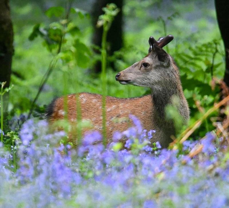 A Sika Stag with growing antlers among the Bluebells in Killarney National Park