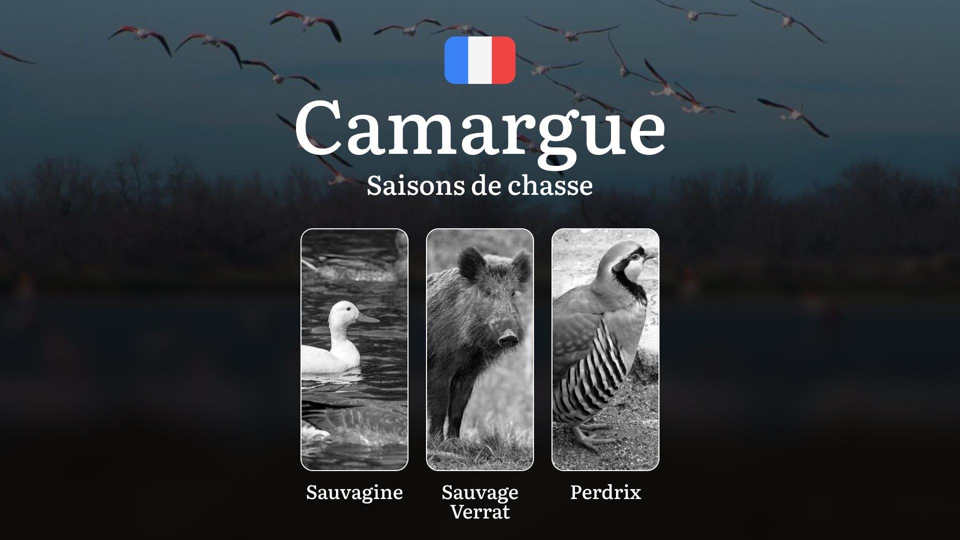 Saisons de chasse en CAMARGUE: Calendrier Détaillé, Réglementation Officielle, Autorisations nécessaires et Conseils Pratiques
