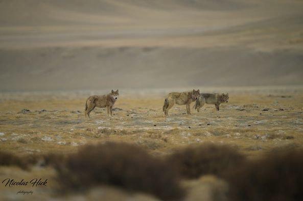 Nouveau sur le groupe, quelques photos de loups sur le plateau du Changtang (janvier2024) pas d'appâts, pas d'affut uniquement de l'approche.