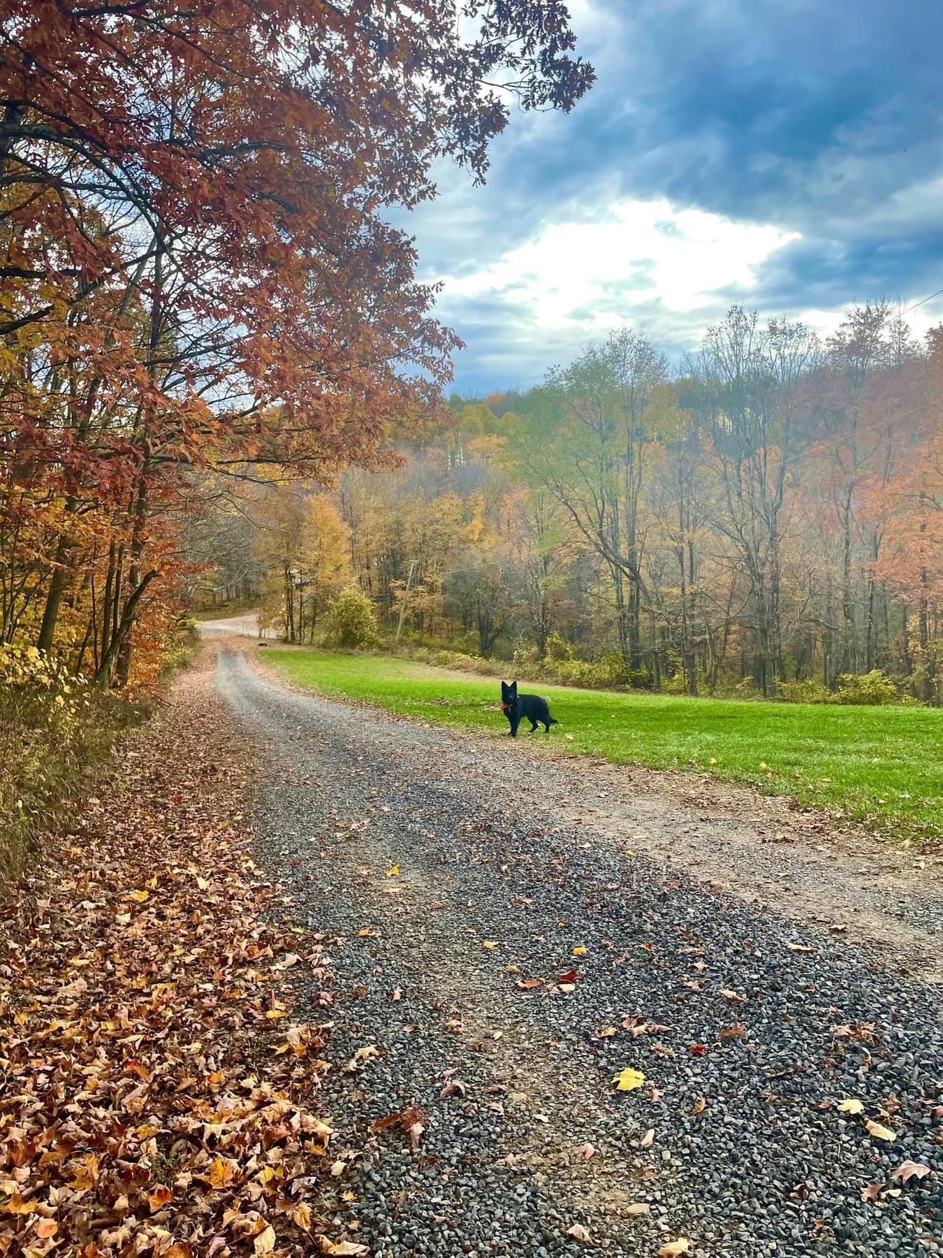 View from my dads truck window, West Virginia 2 weeks ago.