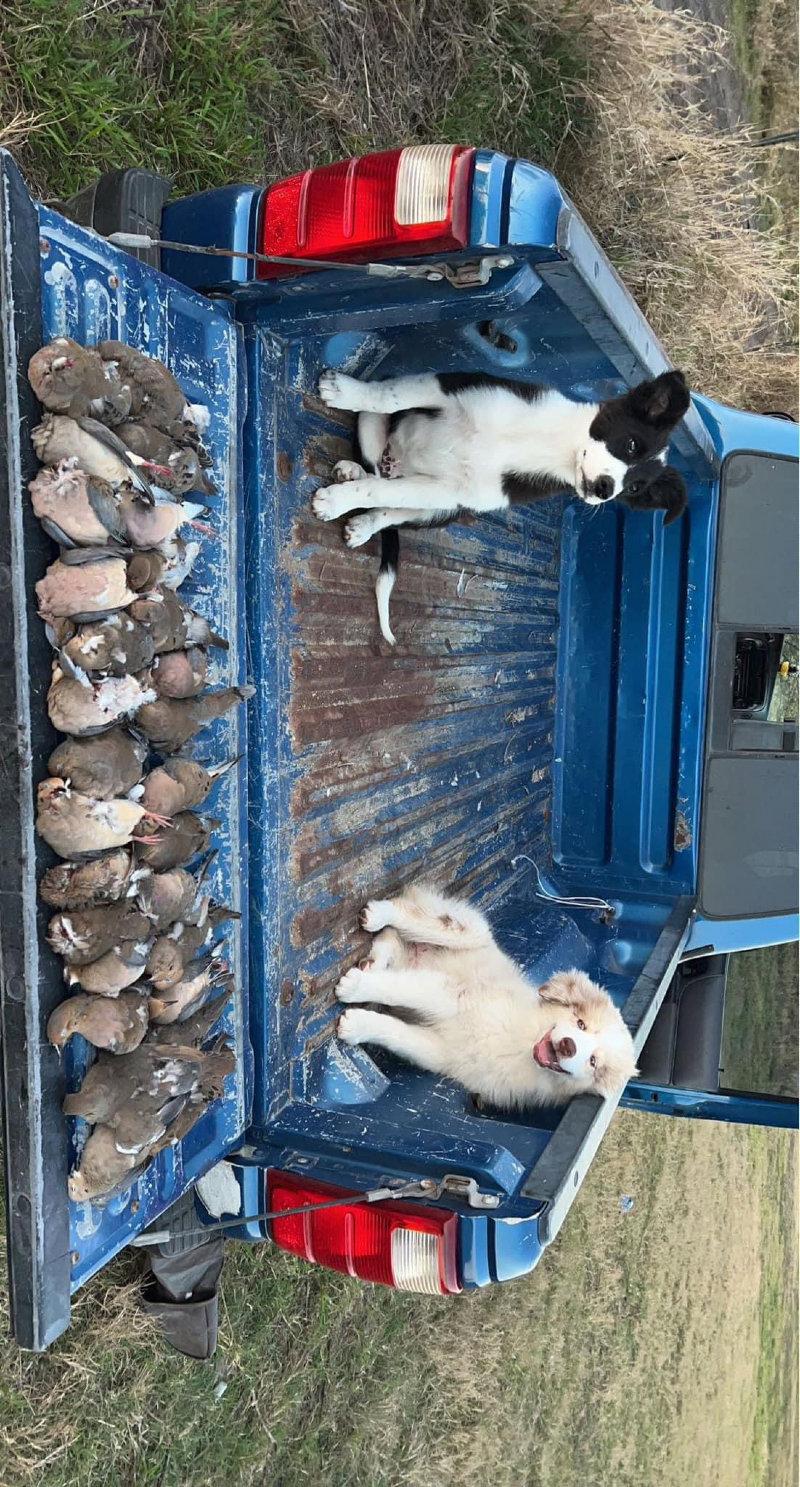 We are currently 26 days away from dove season!