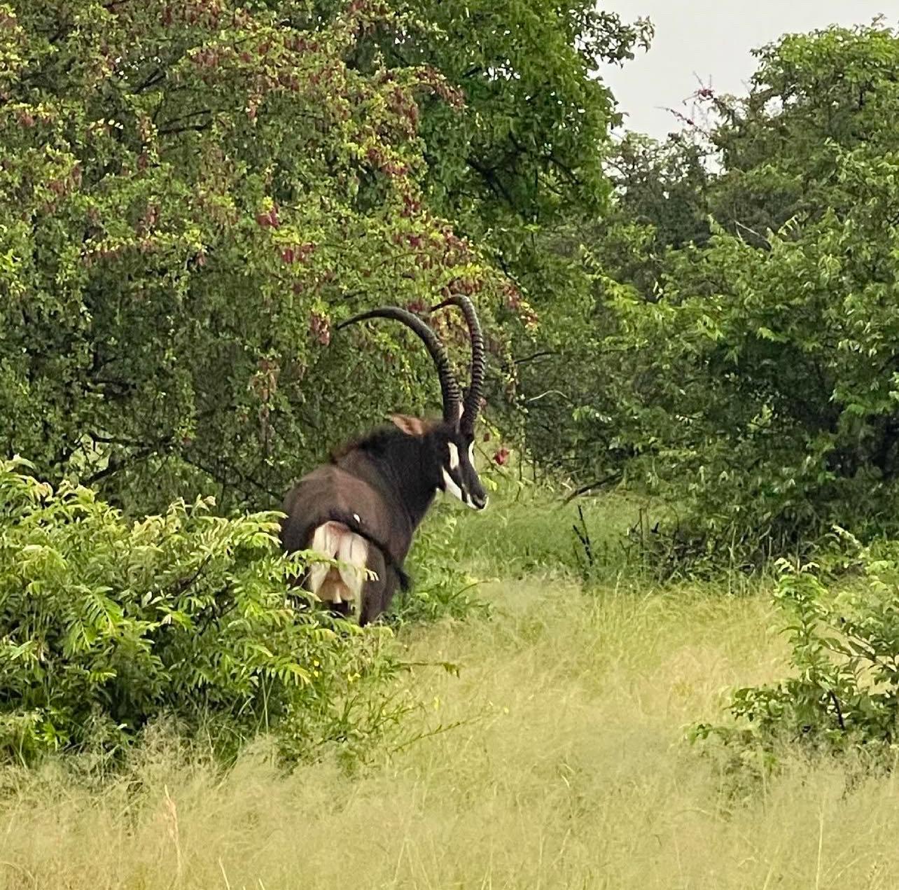 African Safari: A Guide to Hunt Animals.