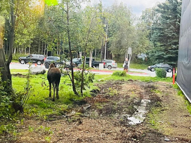 That’s my boss in the background standing watch to make sure kids don’t have an unfortunate encounter with a baby moose as his mama is nearby.
