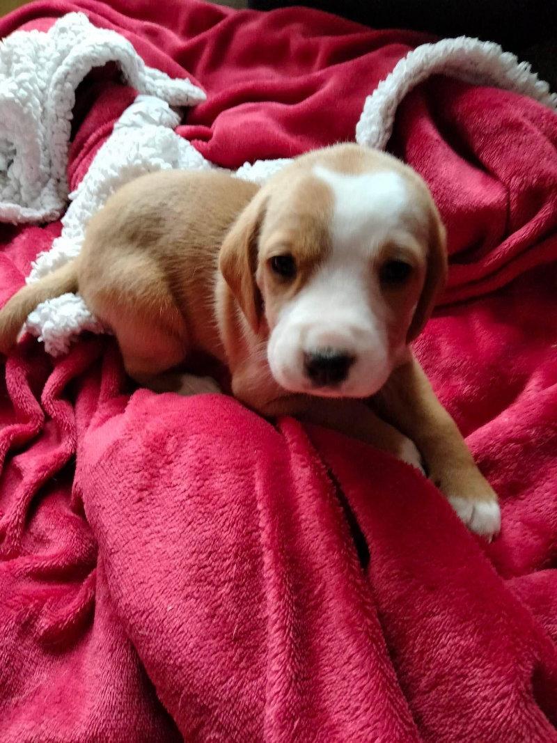À réserver chiots posavatz nés le 18 03 23 il reste 2 femelles et 5 mâles sur une portée de 12.