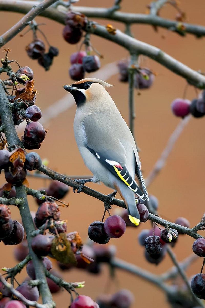It's very late in the season so no Rowan or other soft berry fruit trees, this lone ornamental crab apple tree was still holding fruit and soft enough now for the Waxwings to cope with.
