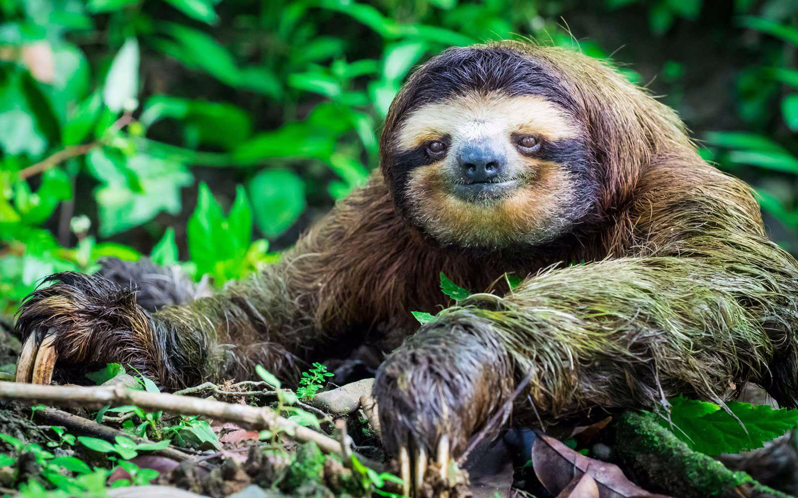 Sloth Facts