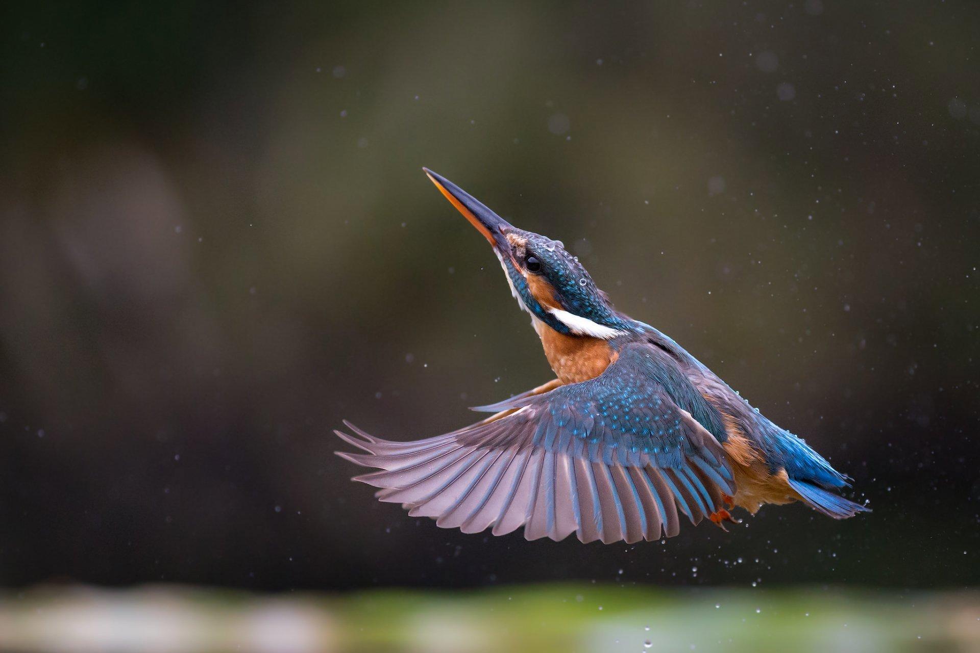 Kingfishers or Alcedinidae are a family of small to medium-sized, brightly colored birds in the order Coraciiformes.