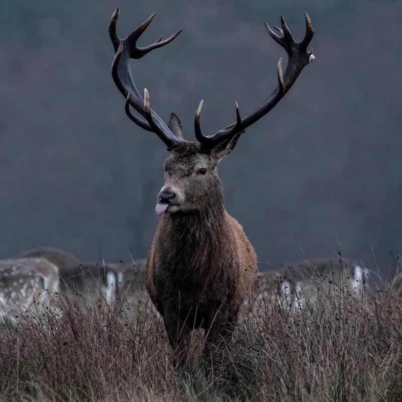 Red deer posing