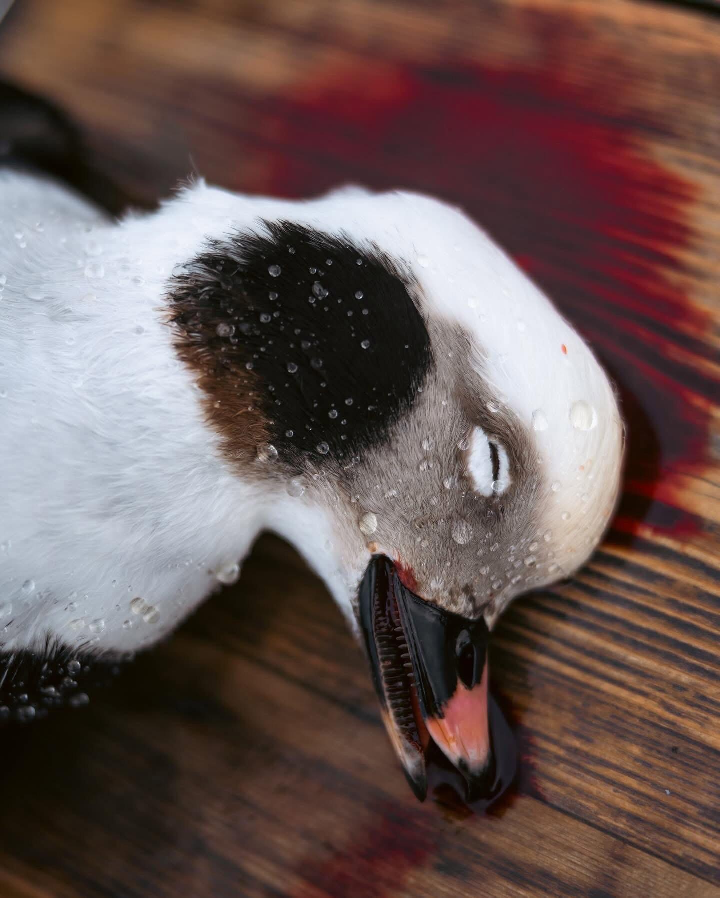 On the windswept waters of Lake Michigan, hunting sea ducks and Old Squaw (long-tailed ducks) has been a test of grit for generations.